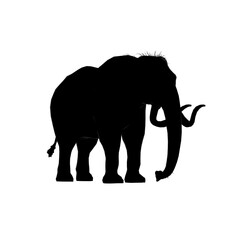 Fototapeta premium silhouette nera di elefante su quattro zampe