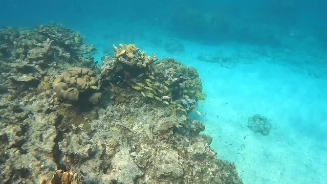 A school of yellow and blue striped grunt and schoolmaster fish swimming along the rock and coral reef