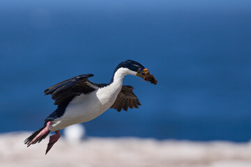 Fototapeta na wymiar Imperial Shag (Phalacrocorax atriceps albiventer) in flight carrying vegetation to be used as nesting material on Sea Lion Island in the Falkland Islands
