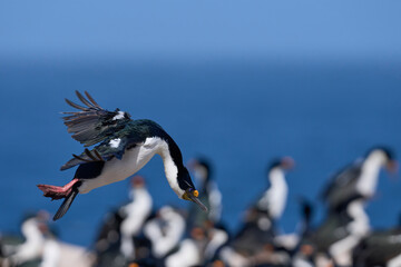 Imperial Shag (Phalacrocorax atriceps albiventer) in flight coming in to land at a breeding colony on Sea Lion Island in the Falkland Island