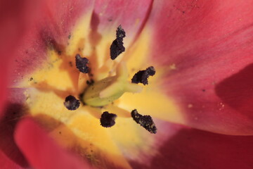 close up of tulip