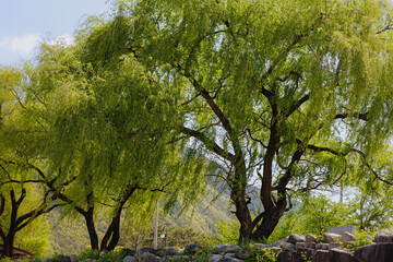 강원도 정선 아우라지 관광지의 크고 오래된 버드나무 풍경