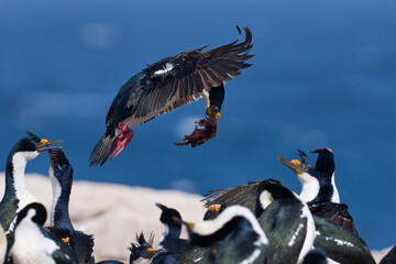 Imperial Shag (Phalacrocorax atriceps albiventer) in flight carrying vegetation to be used as nesting material on Sea Lion Island in the Falkland Islands