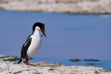 Breeding colony of Imperial Shag (Phalacrocorax atriceps albiventer) on the coast of Sea Lion...