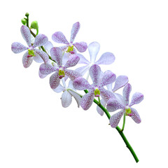 Naklejka na ściany i meble Bouquet of white orchids with purple dots isolated on transparent background