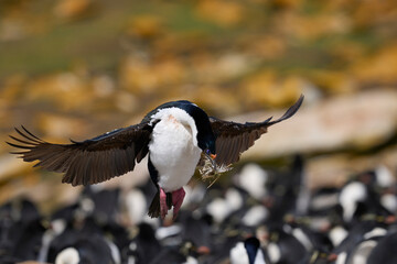 Imperial Shag (Phalacrocorax atriceps albiventer) landing with vegetation to be used as nesting material on Saunders Island in the Falkland Islands