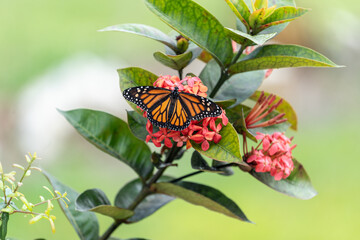 Monarch Butterfly on Pink West Indian Jasmine Plant