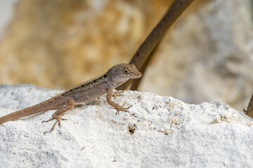 Brown Anole Lizard Resting on the Beach