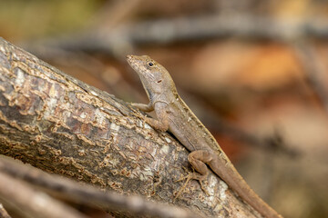 Brown Anole Lizard Resting on a Log