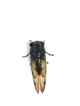 Black Cricket Cicadas, isolated on white