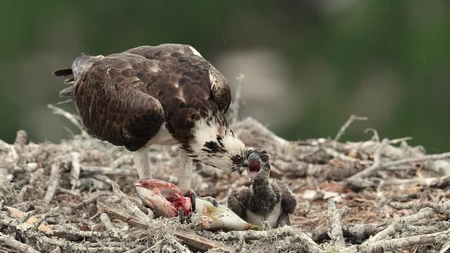Osprey feeing her chicks in a nest in Florida on a rainy day