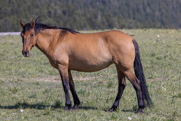 Fototapeta premium Wild Horse in the Pryor Mountains Montana in Summer