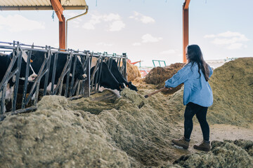 Young woman farmer with a shovel in her hand full of green grass to feed the cows.