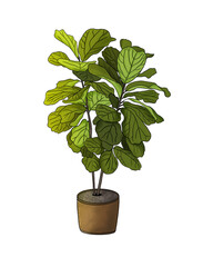 Beautiful fiddle leaf tree in ceramic pot on white background.