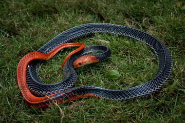 The Red-headed Krait (Bungarus flaviceps) is a snake with dramatic coloration native to South East Asia.