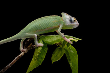 Beautiful baby High Pied Veiled Chameleon.