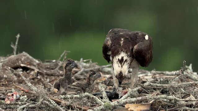 Osprey feeing her chicks in a nest in Florida on a rainy day