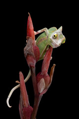 Beautiful baby High Pied Veiled Chameleon.