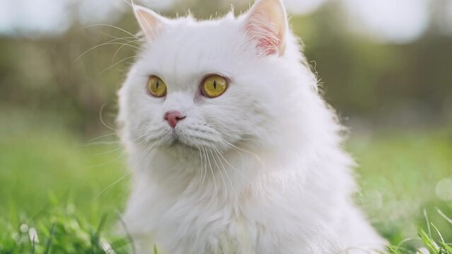 White highland straight fluffy cat, green lawn background.Domestic kitty on walk