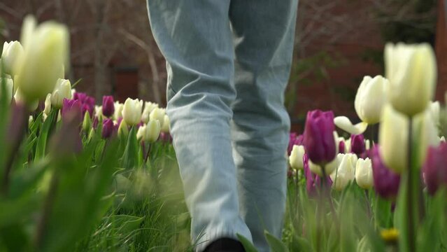 Girl in sweater with beautiful knitted pattern walks along flower row. White and purple tulips swaying on wind in meadow. Flower carpet from buds tulips. Bulbous ornamental plants grow on flowerbed.