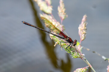 American Rubyspot Damselfly