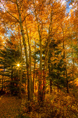 Fototapeta premium autumn in the forest