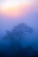 Fototapeta na wymiar misty sunset 