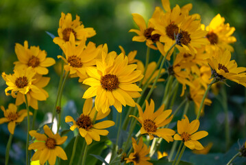 sunflowers in the garden