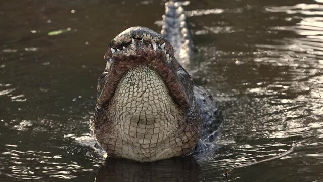Alligator vocalizing mating bellows in slow motion in Florida  
