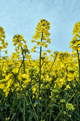Obraz premium Oilseed Rape Plants at Duffus, Moray