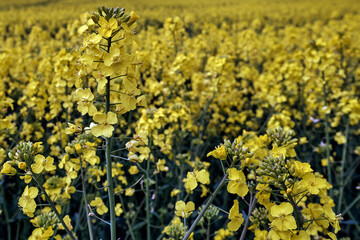 Obraz premium Oilseed Rape Plants at Duffus, Moray