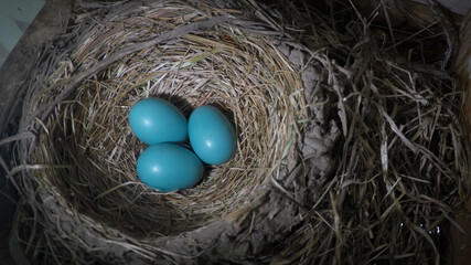 3 blue robin eggs are in the nest under our eave here in Windsor in Upstate NY.  We look forward to the robins and their brood every spring.  Nest of dried grass, twigs and mud hold 3 eggs.