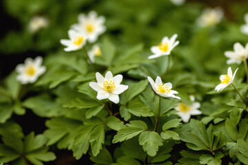 Busch-Windr&ouml;schen. Anemone nemorosa
