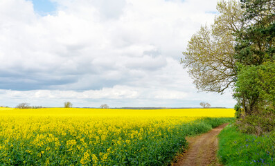 Obraz premium Yellow Rapeseed field and blue cloudy sky on a spring hot day. Usual rural England landscape in Yorkshire