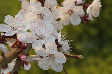 tree blossom