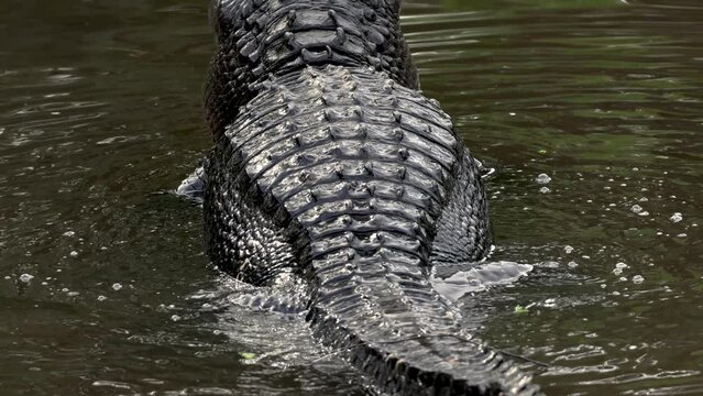 Alligator bellowing in Florida in slow motion
