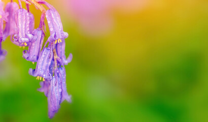 Amazing background of Bluebells Flowers on green meadow on sunny spring day. Beautiful nature scene with blooming purple flowers. Spring flowers. Springtime
