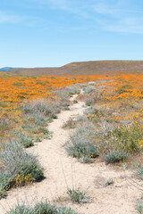 Walking trail amongst a super bloom of California poppies