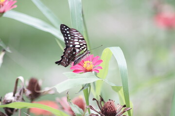 butterfly and flowers in the garden with copy space for nature background