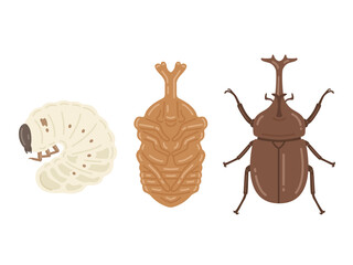 カブトムシの成長（幼虫・蛹・成虫）のイラスト