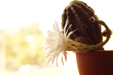 White-pink cactus flower