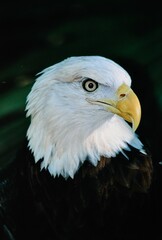  Bald eagle