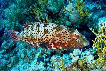 Mero en arrecife de coral del Mar Rojo
