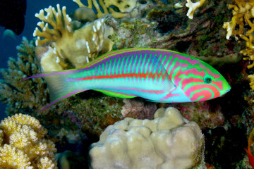 Pez en arrecife de coral en el Mar Rojo