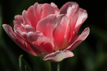 Fototapeta premium pink tulip