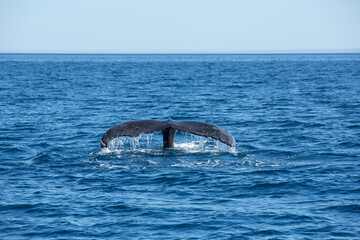 Obraz premium Whale of a Tail