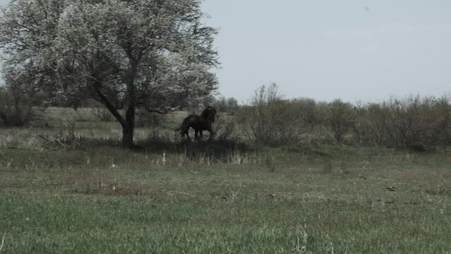 Wild mustang or dark-colored stallion gallops across the prairie. 4K video, slow motion.