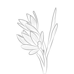 black and white flowers vector 