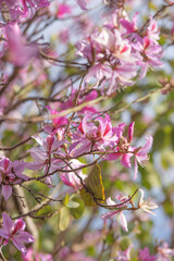 Obraz premium Pink Bauhinia flower blooming. 