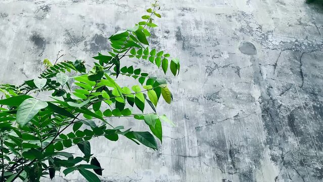 starfruit tree with its leaves blown by the wind